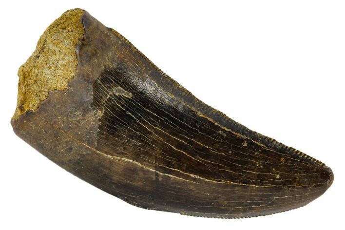 Serrated, Tyrannosaur Tooth - Judith River Formation, Montana #114007